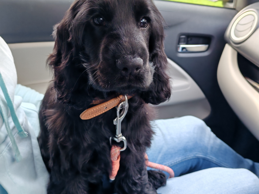 KC Registered black female Show Cocker Spaniel puppy in Tipperary - Excellent Bloodlines 1