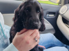 KC Registered black female Show Cocker Spaniel puppy in Tipperary - Excellent Bloodlines 2