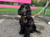 KC Registered black female Show Cocker Spaniel puppy in Tipperary - Excellent Bloodlines 4