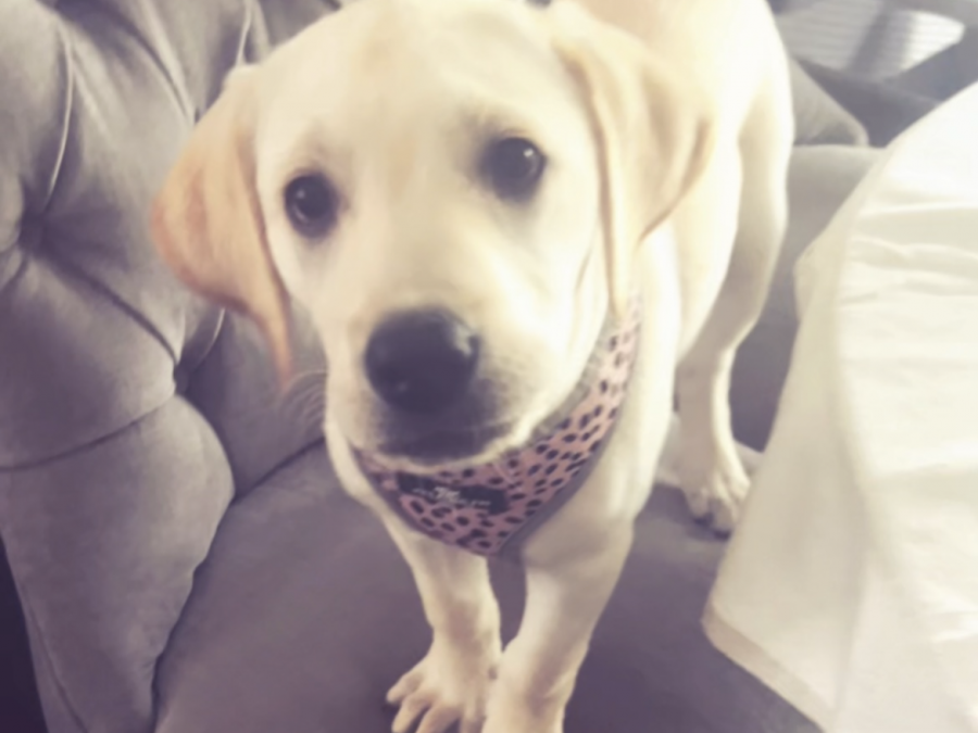 Labrador Girl puppy 4