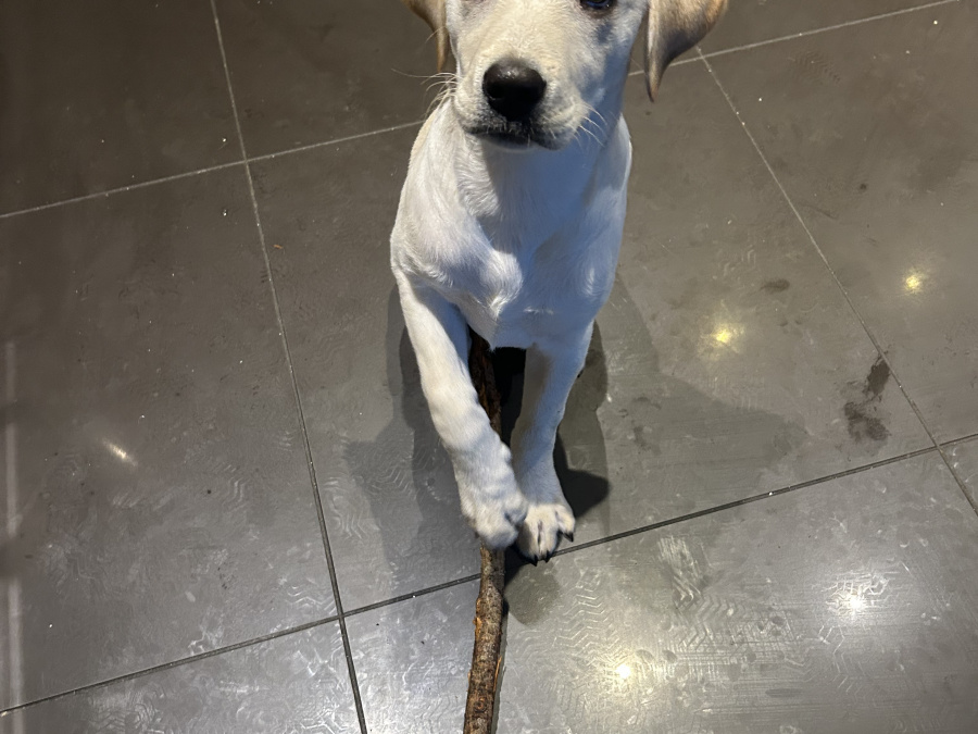 Labrador Girl puppy 3