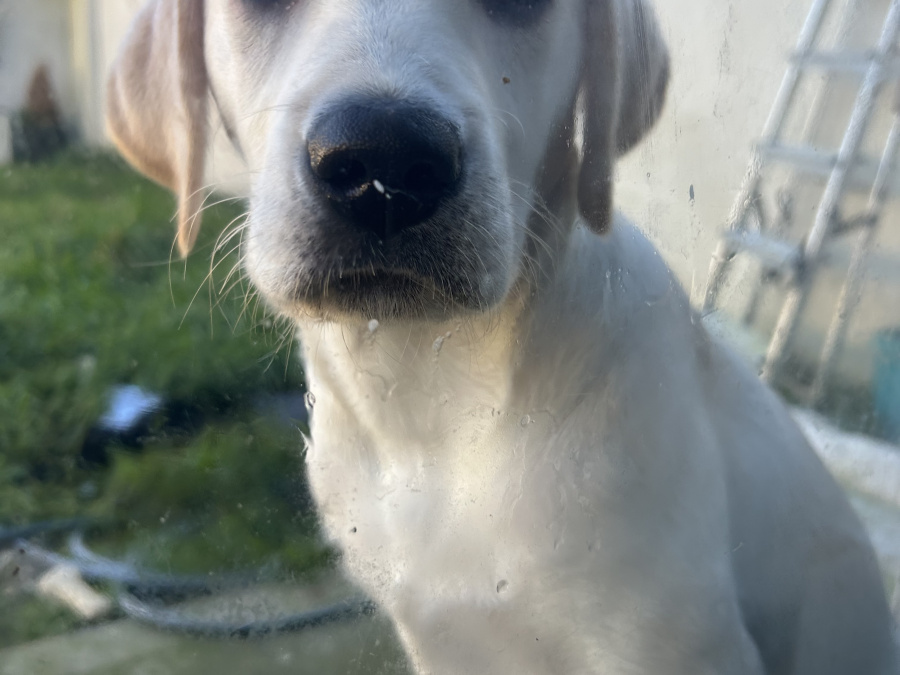 Labrador Girl puppy 2