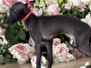 TINY ITALIAN GREYHOUNDS❤️❤️❤️❤️ 1