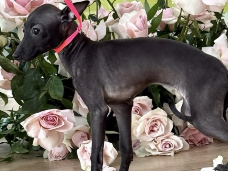 TINY ITALIAN GREYHOUNDS❤️❤️❤️❤️ 1