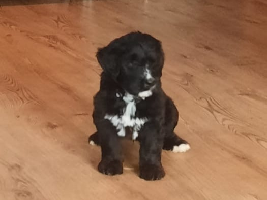 Bernese Mountain dog X Giant Schnauzer