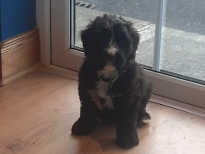 Bernese Mountain dog X Giant Schnauzer 3