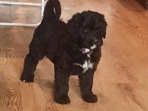 Bernese Mountain dog X Giant Schnauzer 2