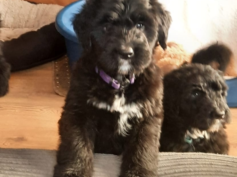 Bernese Mountain dog X Giant Schnauzer 5