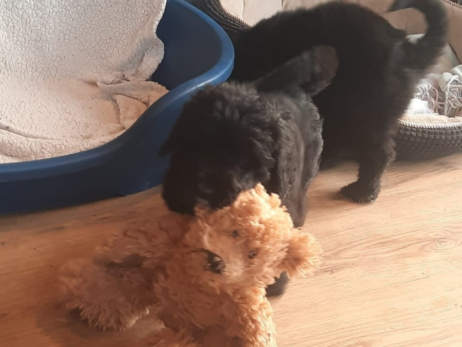 Bernese Mountain dog X Giant Schnauzer 7