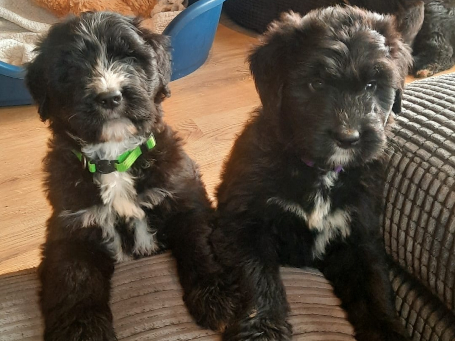 Bernese Mountain dog X Giant Schnauzer 8