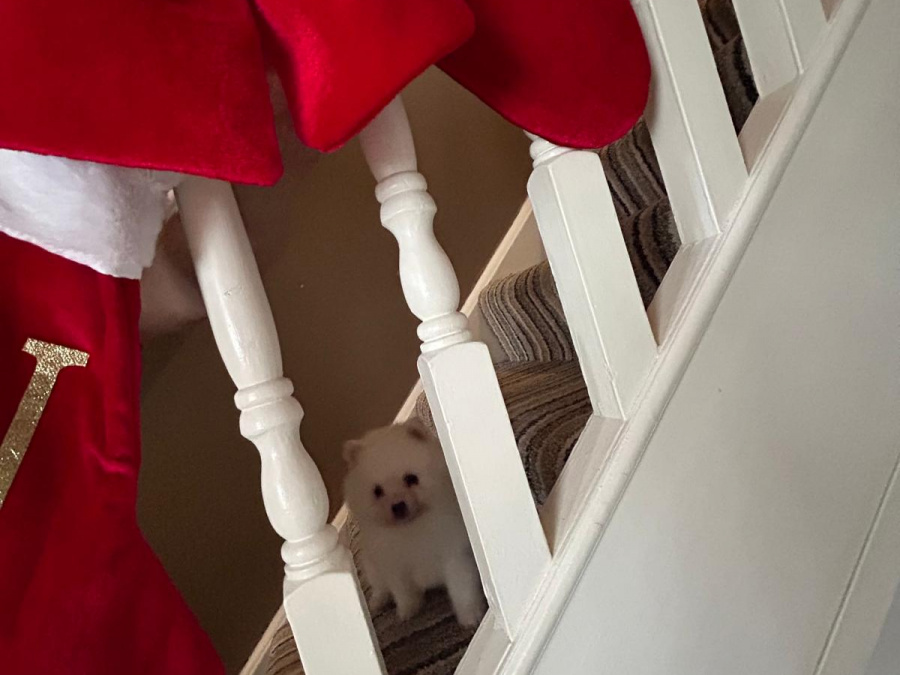 Gorgeous Teddy bear pomeranian 3