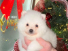Gorgeous Teddy bear pomeranian 1