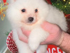 Gorgeous Teddy bear pomeranian 2