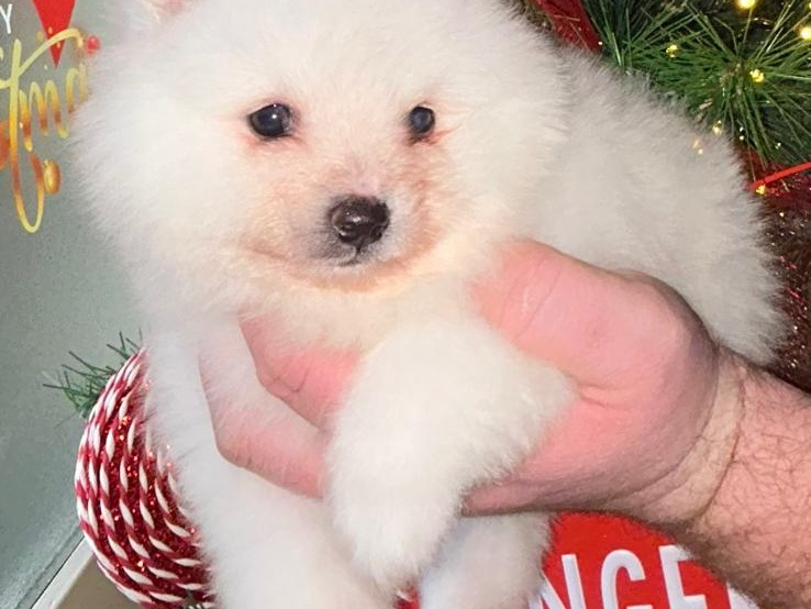 Gorgeous Teddy bear pomeranian 2