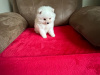 Gorgeous Teddy bear pomeranian 9