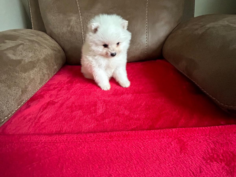 Gorgeous Teddy bear pomeranian 9