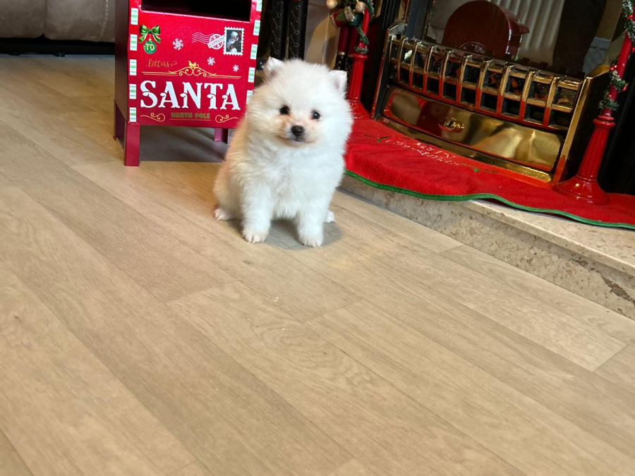 Gorgeous Teddy bear pomeranian 5