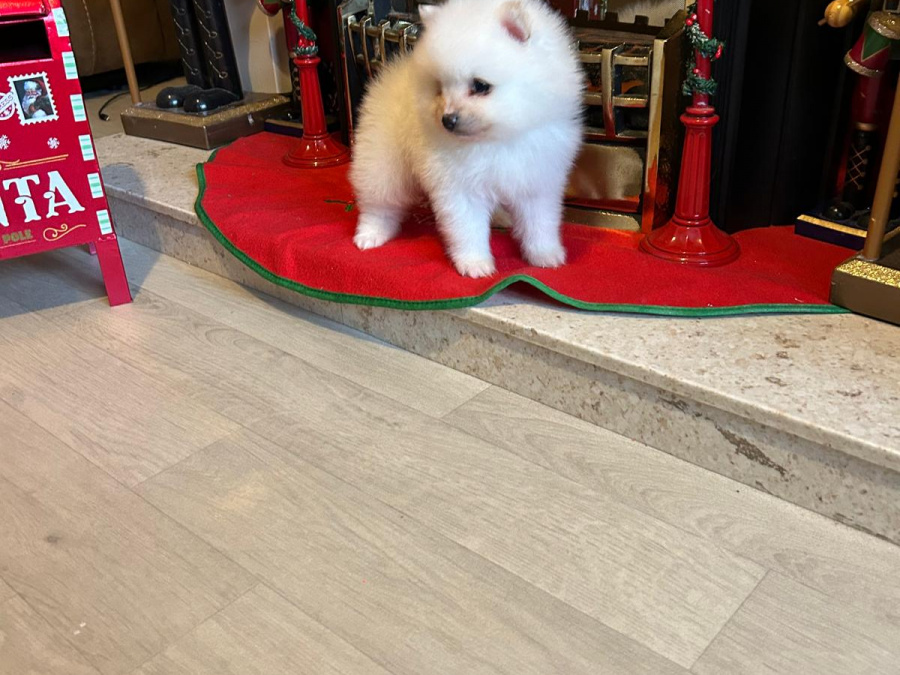 Gorgeous Teddy bear pomeranian 8