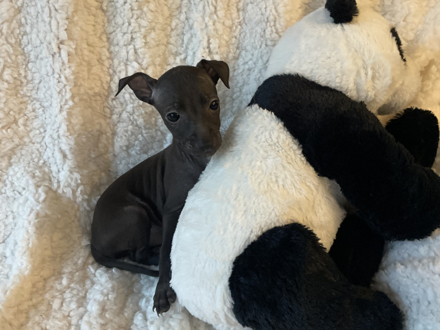 TINY ITALIAN GREYHOUNDS❤️❤️❤️❤️ 4