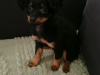 Beautiful Russian Toy Terrier puppies for sale 2