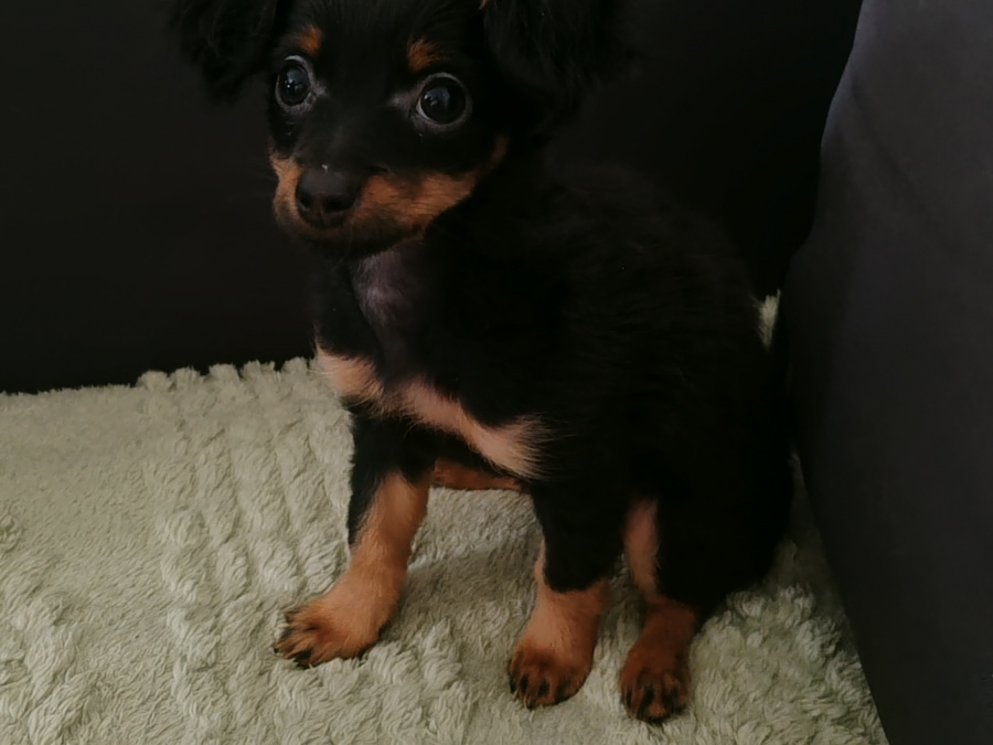 Beautiful Russian Toy Terrier puppies for sale 2