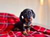 Beautiful miniature dachshund black/tan girl 🥰💖 3