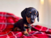 Beautiful miniature dachshund black/tan girl 🥰💖 1