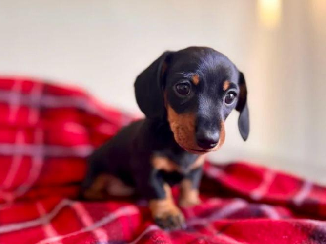 Beautiful miniature dachshund black/tan girl 🥰💖 1