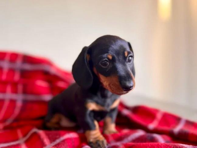 Beautiful miniature dachshund black/tan girl 🥰💖 6