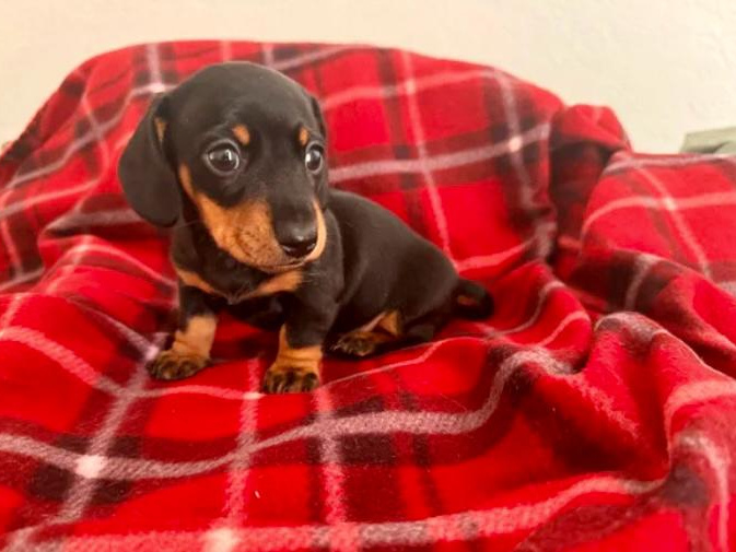 Beautiful miniature dachshund black/tan girl 🥰💖 2