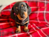 Beautiful miniature dachshund black/tan girl 🥰💖 5