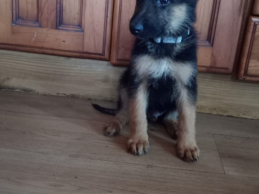 Stunning geman shepherd puppies 4