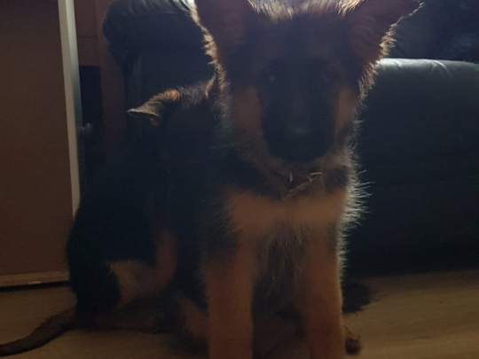 Stunning geman shepherd puppies