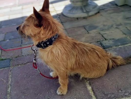 Looking for a loving home for a wonderful dog 3