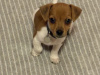 Miniature Jack Russell 2