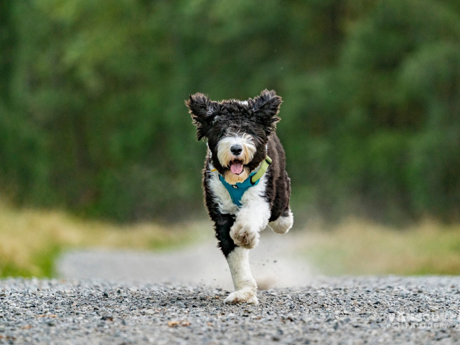 Sheepadoodle Puppy 2