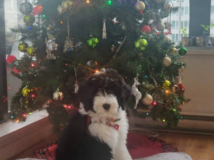 Sheepadoodle Puppy 4