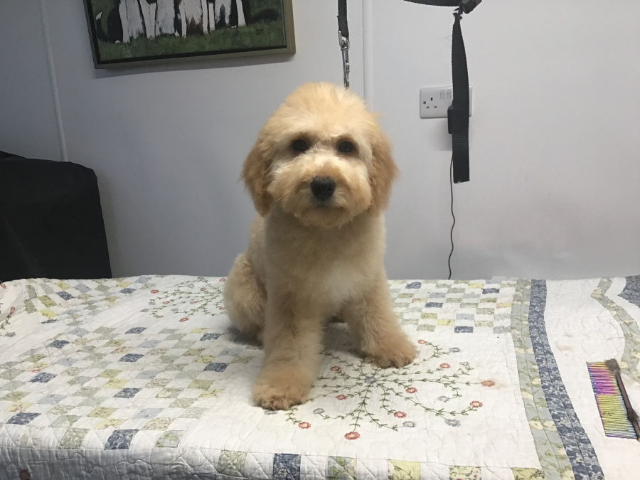 Rare Toy bernedoodles for rehoming 3