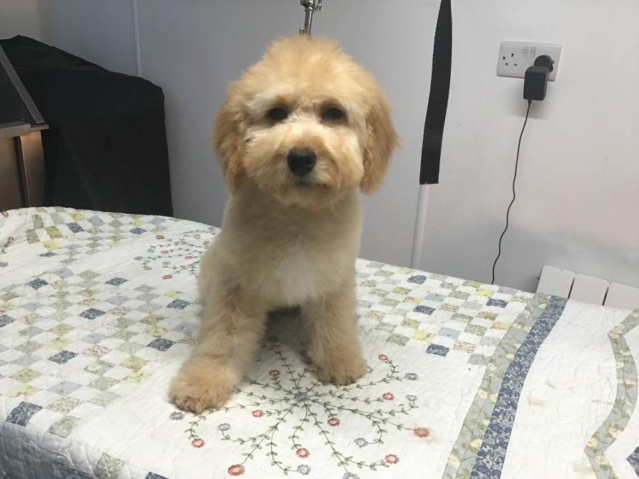 Rare Toy bernedoodles for rehoming 6