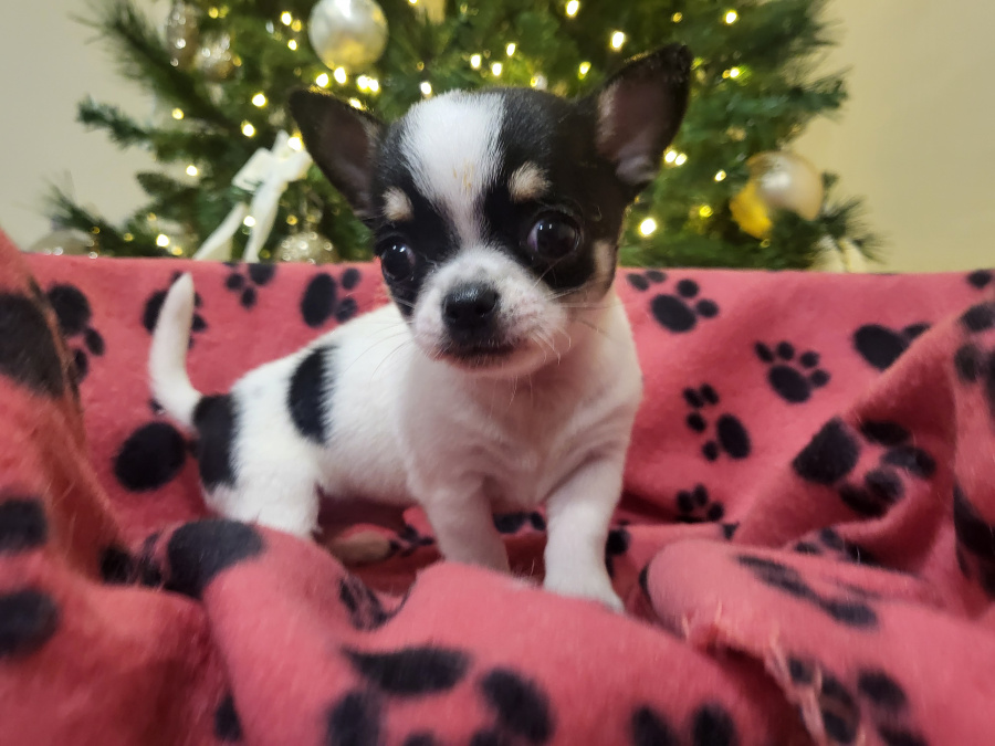 Chihuahuas available 1 female 2 male 1