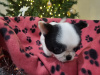 Chihuahuas available 1 female 2 male 3