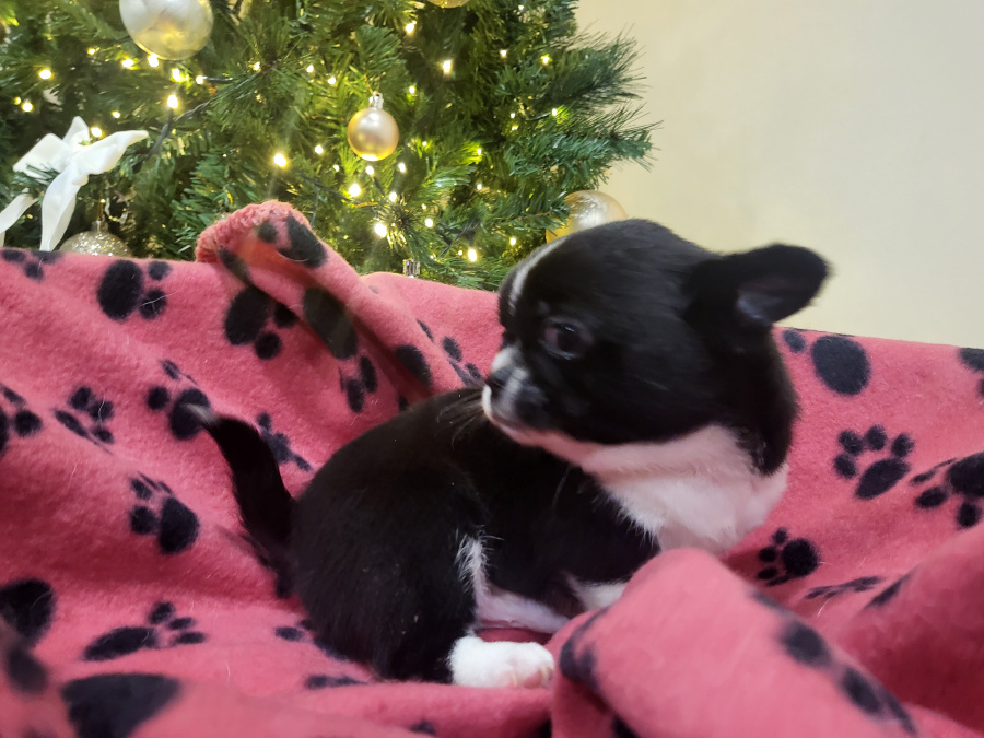 Chihuahuas available 1 female 2 male 5