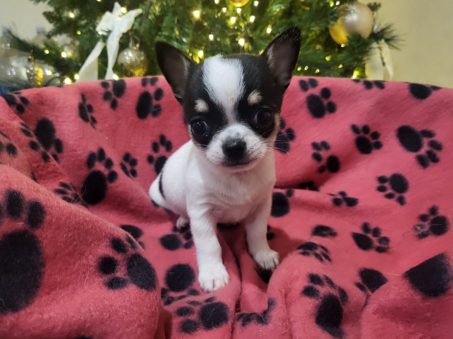 Chihuahuas available 1 female 2 male 8