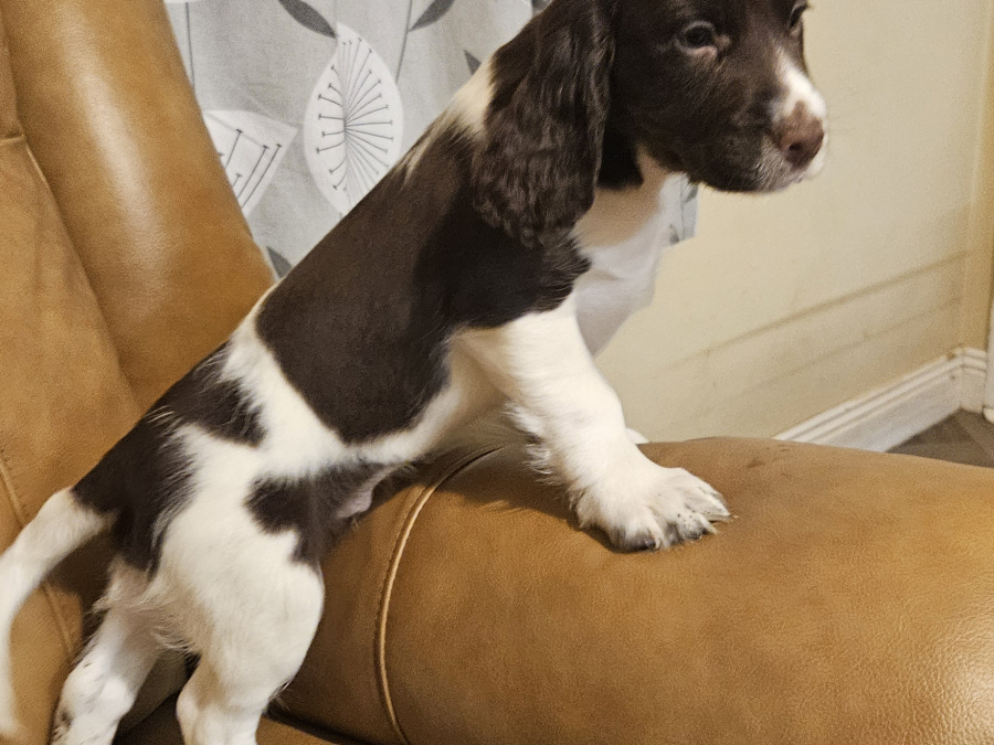 Beautiful English Cocker Spaniel  puppies 1