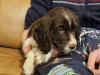 Beautiful English Cocker Spaniel  puppies 2