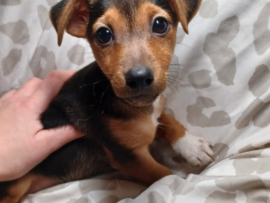 Small & Sweet Cavajacks