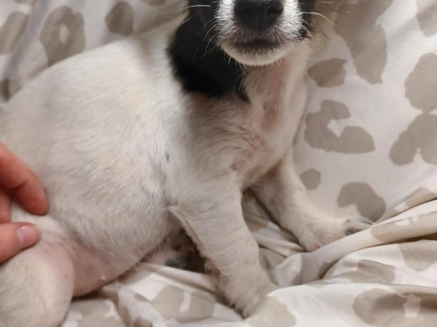 Small & Sweet Cavajacks 2