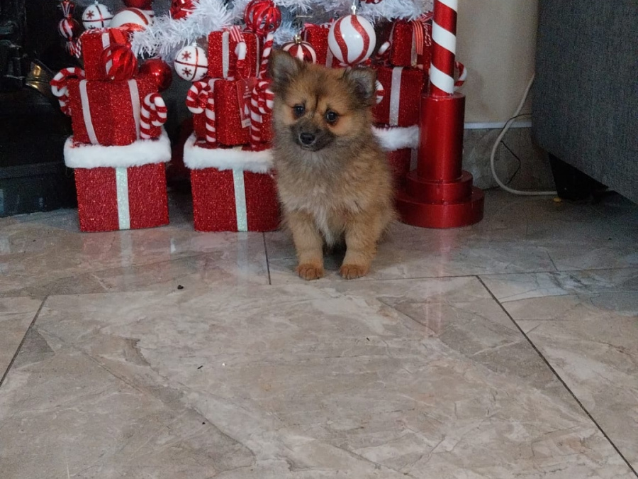 Pomeranians in galway 😍 375 1