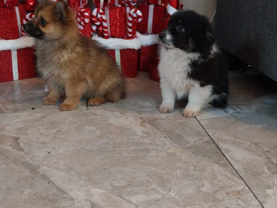 Pomeranians in galway 😍 375 3