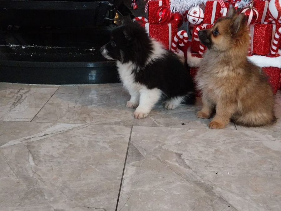 Pomeranians in galway 😍 375 4